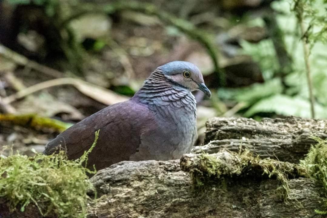 Bosque De Niebla Birding & Nature กาลี ภายนอก รูปภาพ