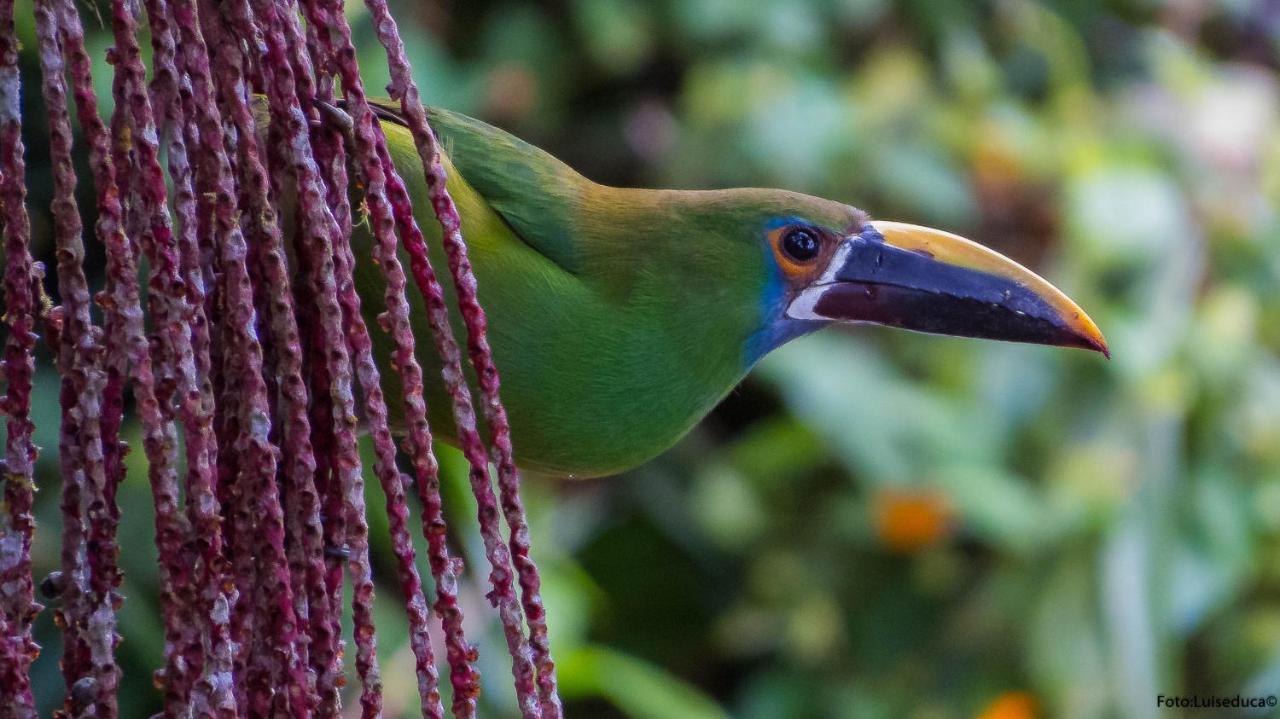 Bosque De Niebla Birding & Nature กาลี ภายนอก รูปภาพ