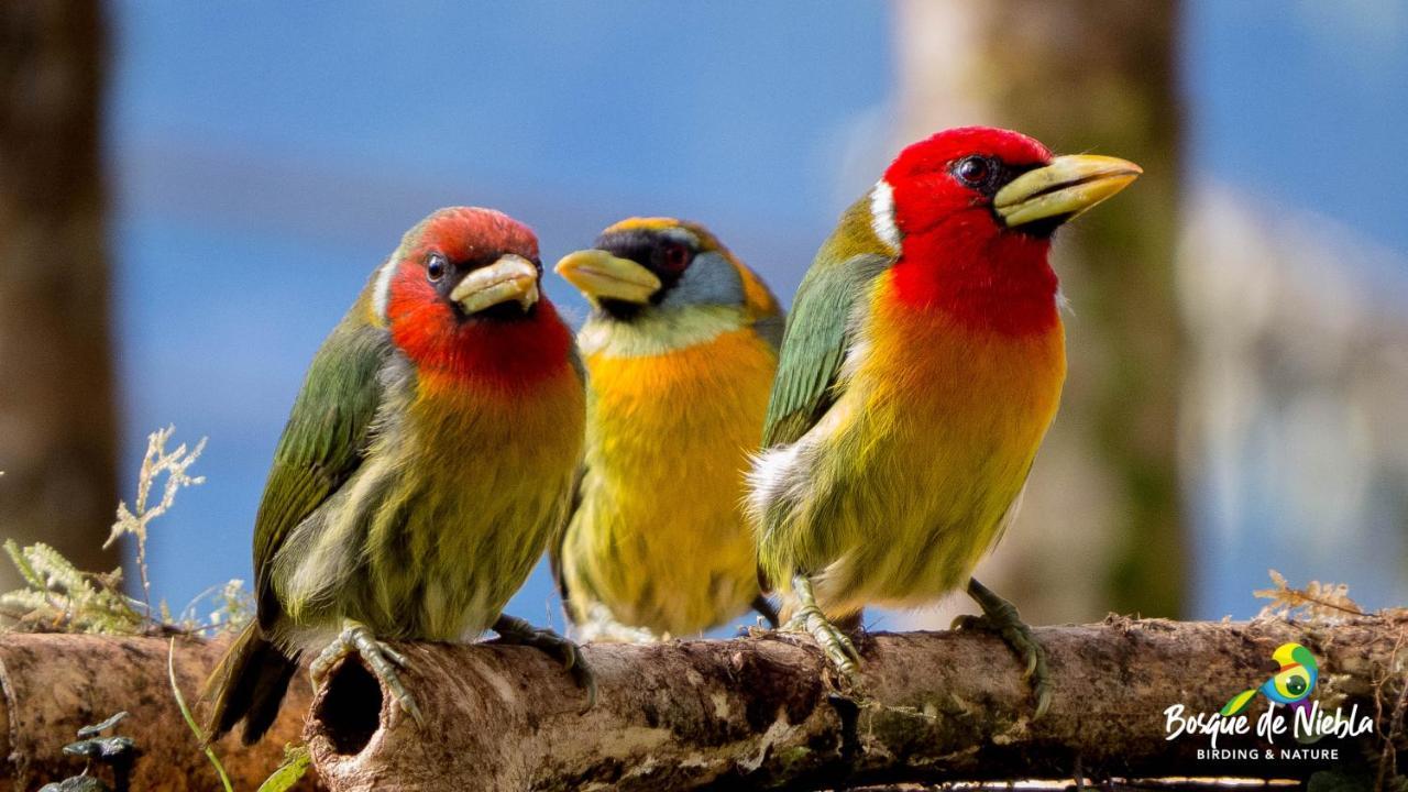 Bosque De Niebla Birding & Nature กาลี ภายนอก รูปภาพ