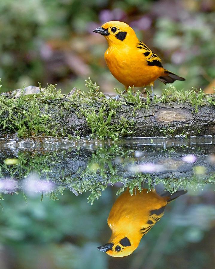 Bosque De Niebla Birding & Nature กาลี ภายนอก รูปภาพ